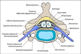 Spine Diagrams With Nerves Wiring Diagrams