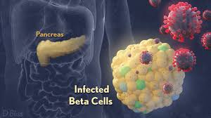 3d edible animal cell project animal cell image information: Beta Cells Nih Director S Blog