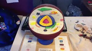 We did not find results for: 13 5th Grade Cell Project Ideas Cells Project Cell Model Animal Cell Project