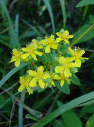 Image result for Hypericum humbertii