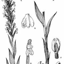 Image result for Platycoryne affinis