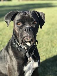 We did not find results for: Pin By Parm Lalli On Black Boxer Dog Black Boxer Puppies White Boxer Dogs Black Boxer Dog
