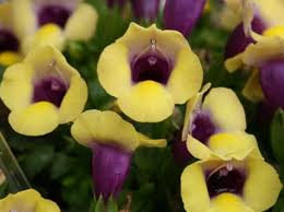 Image result for Torenia