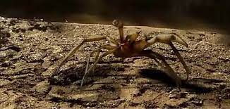 Camel spiders 2011 founded on animals which in the middle east have jeopardized our military for years, these critters have invaded the united states' southwestern slopes. Film Review Camel Spiders 2011 Hnn