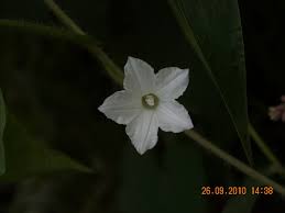 Image result for Ipomoea sinensis