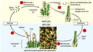 Maybe you would like to learn more about one of these? Metagenesis Tumbuhan Lumut Beserta Sketsa Metagenesis Lumut