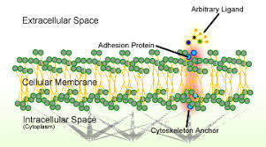 All cells have an outer plasma membrane that regulates not only what enters the cell, but also how much of any given variable head groups are attached to the phosphate. Cell Adhesion Wikipedia