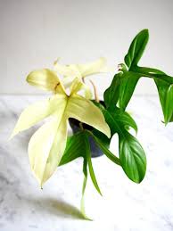 Philodendron Florida Ghost Plant Circle Philodendron Pflanzen Hochzeitsveranstaltung