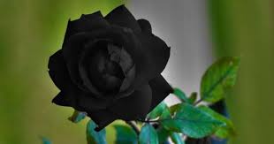 Maybe you would like to learn more about one of these? Do Natural Black Roses Really Exist Blog Nurserylive Com Gardening In India