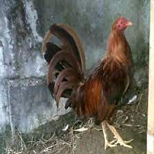 Untuk di kalimantan barat sendiri peternak ayam jenis ini sudah cukup banyak. Jual Produk Telur Ayam Philipin Termurah Dan Terlengkap Agustus 2021 Bukalapak