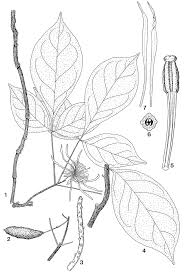 Image result for Ritchiea capparoides