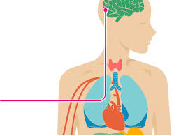 The Effects Of Stroke On The Body