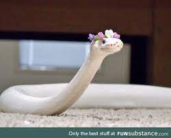 Funsubstance Funny Pics Memes And Trending Stories Cute Reptiles Pretty Animals Cute Snake