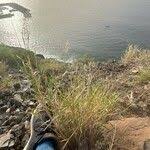 Image result for Tricholaena