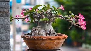 Check spelling or type a new query. How To Grow A Desert Rose Bunnings Australia