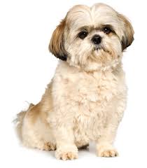 If you want to know how to cut a shih tzu's hair and how to start dog getting a haircut, you need to see a basic tutorial. 31 Dog Grooming Styles And Trims Playbarkrun