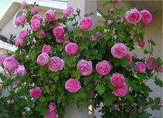 Noted by antique rose emporium: 27 Louise Odier Rose Ideas Rose Rose Fragrance One Rose