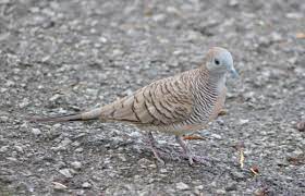 See more kurumi wallpaper, gakkou gurashi kurumi wallpaper, kurumi wallpaper 1920 x 1080 looking for the best kurumi wallpaper? Burung Merbuk Zebra Dove Nikon D3000 Aperture Priority F5 3 Shutter 1 125 Iso200 Tamron Af 70 300mm My Photos Photo Image