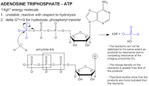 Properties Of Atp Biochemistry Chemistry Help Chemical Energy