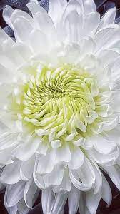 Spider Mums Mums Flowers Spider Mums Wholesale Flowers