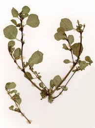 Image result for Trianthema portulacastrum