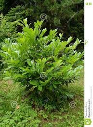 For other incarnations, see daphne blake (disambiguation). Dafnh Kerasiwn Iatrikh Officinalis M Laurocerasus Roem Stok Eikona Eikona Apo Brampton 70191671