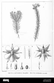 Image result for Sauvagesia