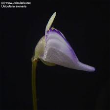 Image result for Utricularia arenaria