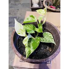 Fresh money plant in house in 1080p. Buy Epipremnum Aureum Money Plant Marble Queen Pothos Real Live Plant Seetracker Malaysia