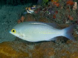 Image result for Scolopia rhamniphylla