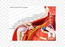 Lymph nodes are small, round clumps of tissue that are part of the lymphatic system. Supraclavicular Fossa Supraclavicular Nerves Supraclavicular Lymph Nodes Anatomy Png 600x600px Watercolor Cartoon Flower Frame Heart Download