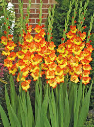 Image result for Gladiolus decoratus