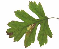 Image result for Stigmella paradoxa
