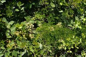 Image result for Croton inhambanensis