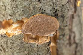 Image result for Phellinus gilvus