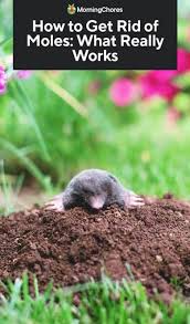 How To Get Rid Of Moles From Your Garden Mole Garden Pests How To Get Rid