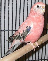 Big Birds You Can Have As Pets Bourke Parakeet Hers Is A Little More Grey Parakeet Pet Birds Australian Parrots