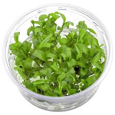 Image result for Floscopa