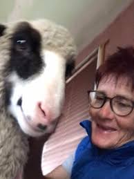 Border collie as a pet