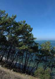 Vue Sur Le Bassin D Arcachon Depuis La Corniche Country Roads Arcachon Aquitaine
