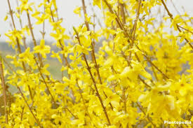 Forsythia Tree How To Plant And Care For Forsythia Bushes Shrubs For Borders Forsythia Bush Forsythia