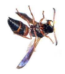 Other species have a red spot located behind the eyes. Red And Black Mason Wasp Pachodynerus Erynnis Pachodynerus Erynnis Bugguide Net
