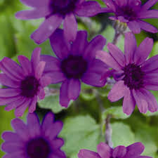 Image result for Cineraria