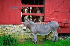 Find hundreds of free jigsaw puzzles to piece together on your computer or to share with friends. Horses
