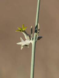Image result for Orthanthera jasminiflora