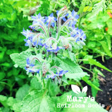 Image result for Borago officinalis