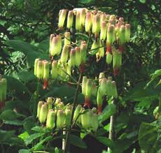 Image result for Bryophyllum