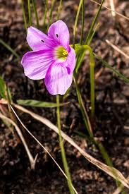 Image result for Oxalis semiloba