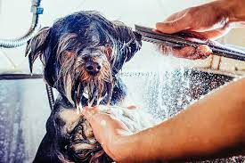 We have a brand new fully equipped grooming room, with two massage spa bath tubs, two hydraulic grooming tables and the expertise for all breed professional grooming. The 10 Best Pet Groomers In Florida