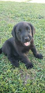 Dusty road labradors is located in the beautiful loess hills of southwest iowa. Iowa A K C Registered Hunting Labs For Sale Home Facebook